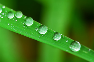 Image showing Raindrops on grass