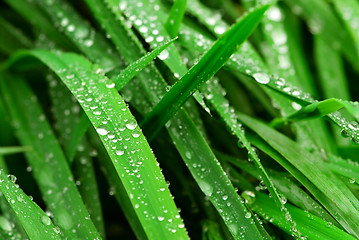 Image showing Raindrops on grass