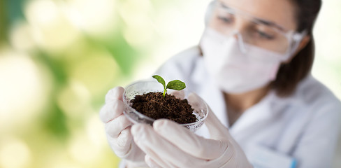 Image showing close up of scientist with plant and soil