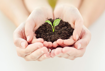 Image showing close up of child and parent hands holding sprout