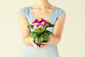 Image showing woman's hands holding flower in soil