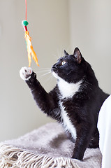 Image showing black and white cat playing with feather toy