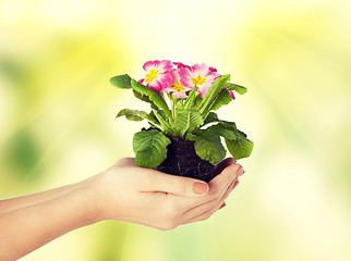 Image showing woman's hands holding flower in soil