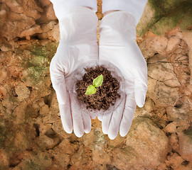 Image showing close up of scientist hands with plant and soil