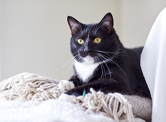 Image showing black and white cat lying on plaid at home