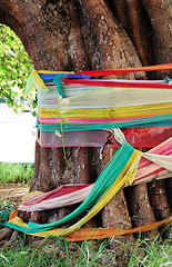 Image showing Tree in Thailand - travel and tourism.