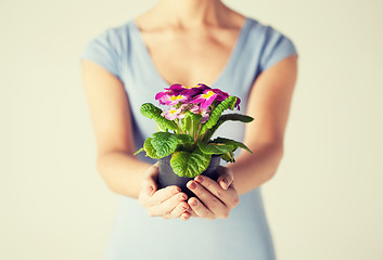 Image showing woman's hands holding flower in pot