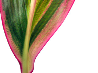 Image showing Colorful details of leaf