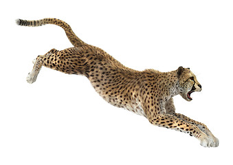 Image showing Cheetah