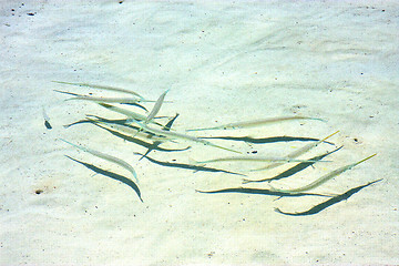 Image showing   fish   isla contoy         in mexico froath    the sea    wave