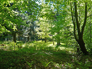 Image showing Forest