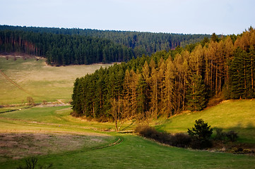 Image showing Forest