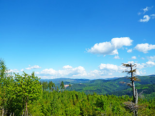 Image showing Forest