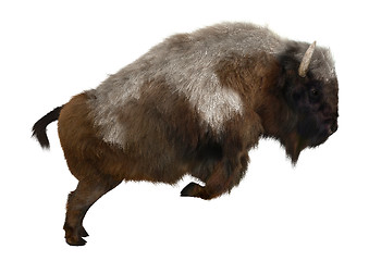 Image showing American Bison