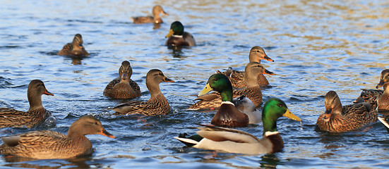 Image showing wild ducks in the lake 
