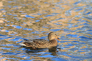 Image showing wild duck in the lake 