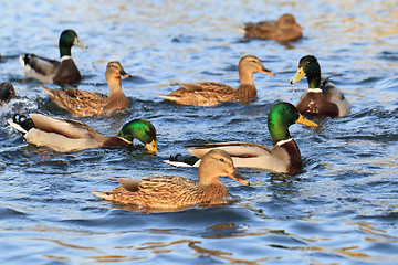 Image showing wild ducks in the lake 