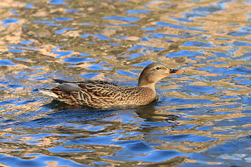 Image showing wild duck in the lake 