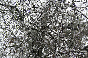 Image showing frozen plants after winter rain 