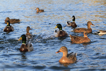 Image showing wild ducks in the lake 