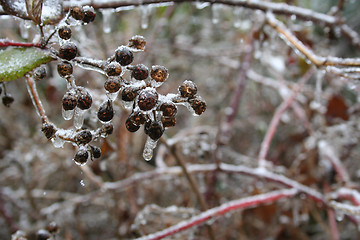 Image showing frozen plants after winter rain 
