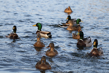 Image showing wild ducks in the lake 