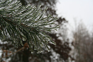 Image showing frozen plants after winter rain 