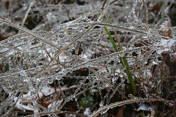 Image showing frozen plants after winter rain 