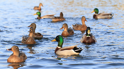 Image showing wild ducks in the lake 