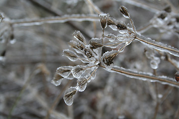 Image showing frozen plants after winter rain 