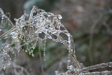 Image showing frozen plants after winter rain 