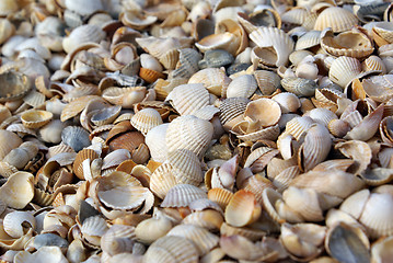 Image showing Shells