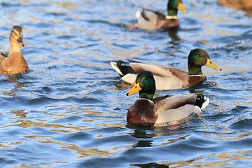 Image showing wild ducks in the lake 