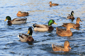 Image showing wild ducks in the lake 