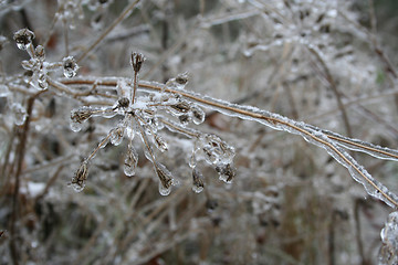 Image showing frozen plants after winter rain 