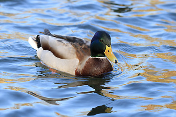 Image showing wild duck in the lake 