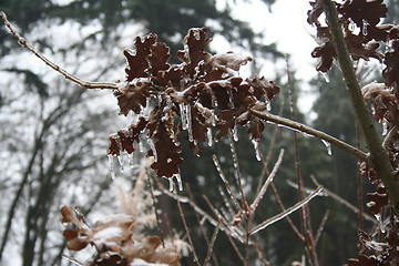 Image showing frozen plants after winter rain 