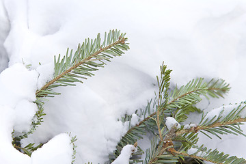 Image showing Tree, snow