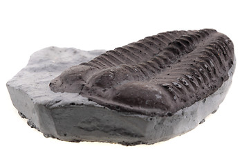 Image showing trilobite fossil