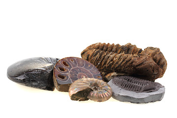 Image showing old fossils collection