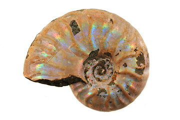 Image showing ammonite fossil i