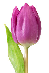 Image showing Head of a violet tulip