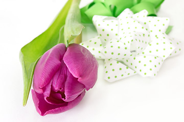 Image showing Tulip with bow