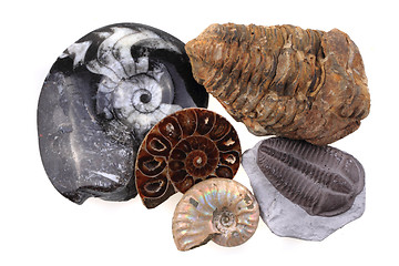 Image showing old fossil collection 