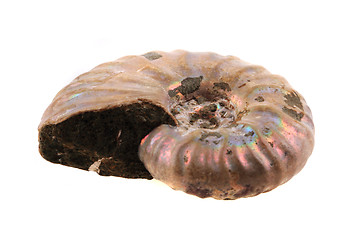 Image showing ammonite fossil 