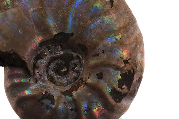 Image showing ammonite fossil background