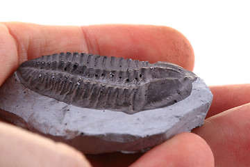 Image showing trilobite fossil