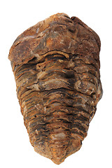 Image showing trilobite fossil isolated