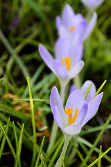 Image showing saffron flower