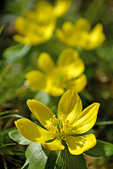 Image showing Winter aconite, Eranthis hiemalis